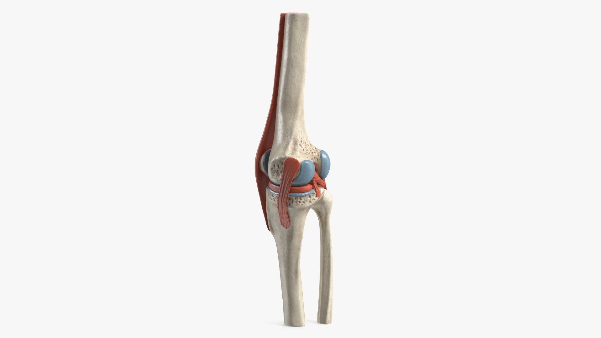 Knee Joint Model Unbent State 3D model preview