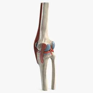 Knee Joint Model Unbent State 3D