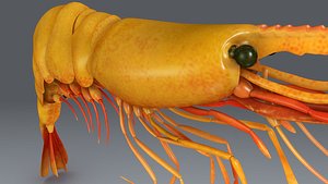 3d model prawn shrimp