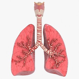 Trachea Lungs Bronchial Tree model