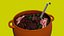feijoada