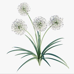 Allium Christophii 3D Model Download - Highly Detailed - Blender Sketchup Excel   More GlbGlt form 3D