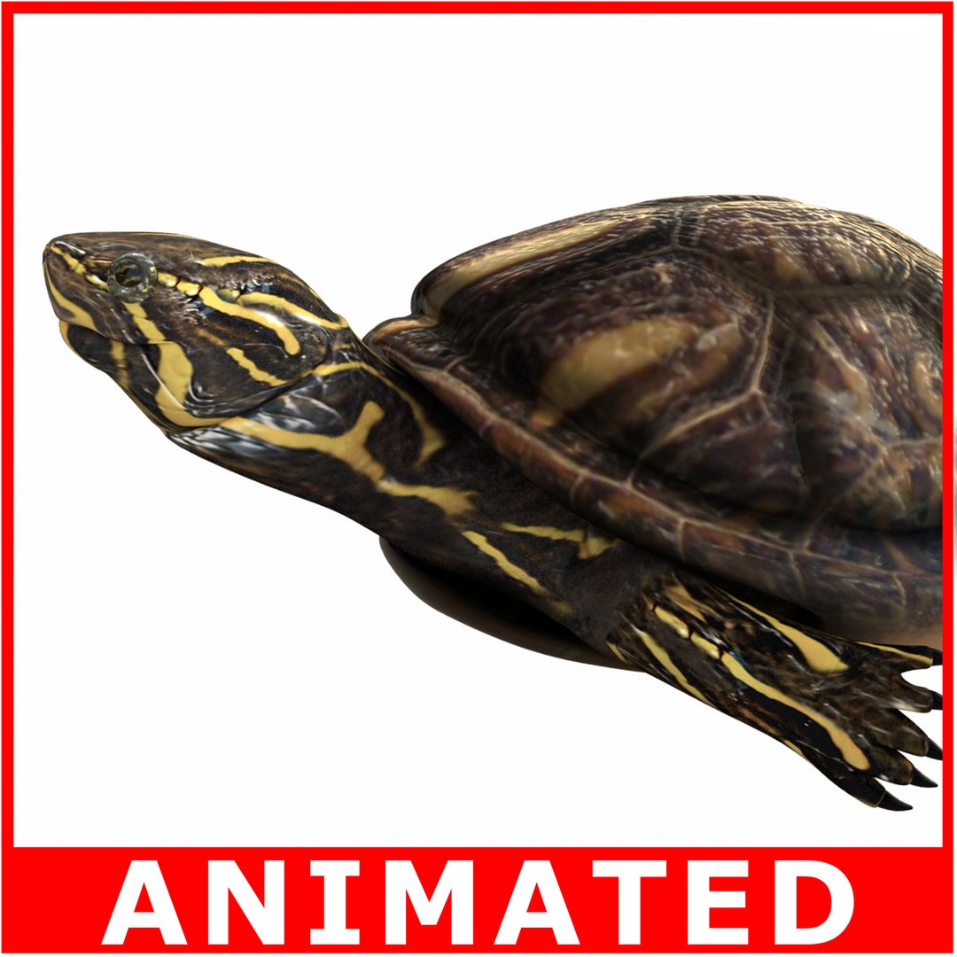 turtle rigged animation sea 3d model https://p.turbosquid.com/ts-thumb/7M/IqO1jO/0MmdO6qN/turtle_th_00/jpg/1581699042/1920x1080/fit_q87/c7b82306b017da4ae80d34fe8d2fc35210d99145/turtle_th_00.jpg