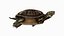 turtle rigged animation sea 3d model