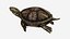 turtle rigged animation sea 3d model