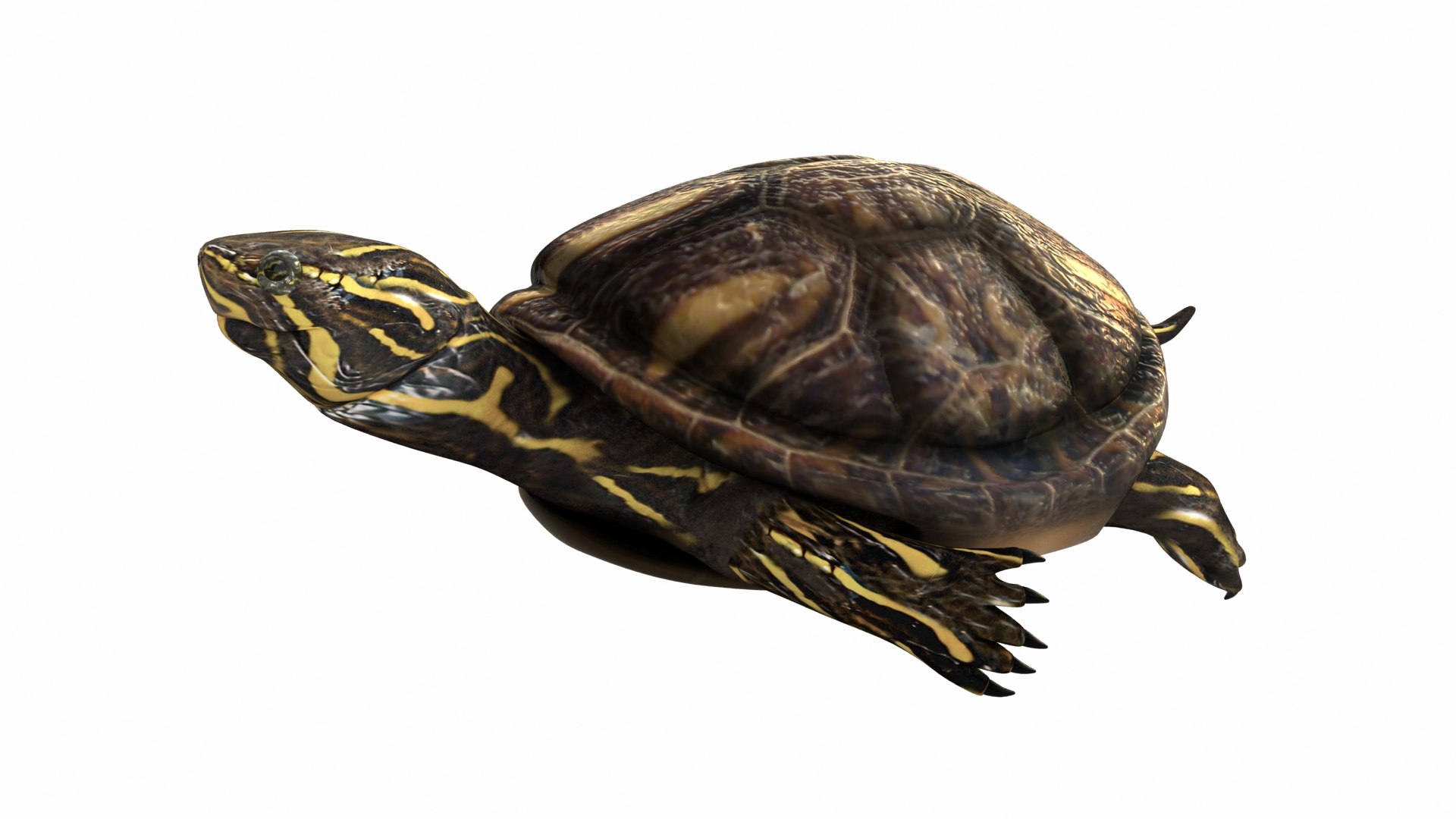 Turtle Rigged Animation Sea 3d Model