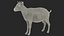 Chèvre Saanen Breed Rigged Fur
