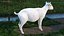Chèvre Saanen Breed Rigged Fur