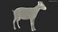 Chèvre Saanen Breed Rigged Fur