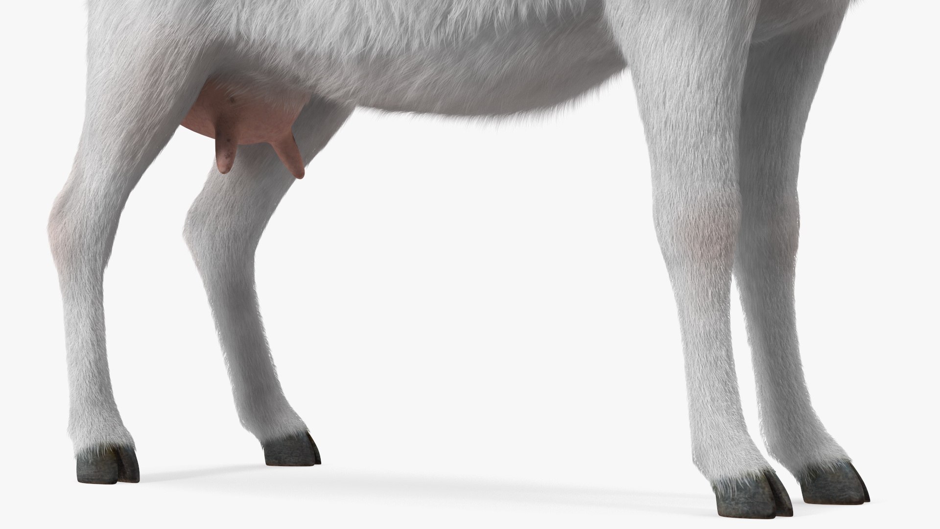 Goat Saanen Breed Rigged Fur 3D model https://p.turbosquid.com/ts-thumb/7M/PHa29x/Ik/goatsaanenbreedriggedfurc4dmodel017/jpg/1669203362/1920x1080/fit_q87/b4448fbb43c19f70d186d6aa72513d05bdd67e42/goatsaanenbreedriggedfurc4dmodel017.jpg