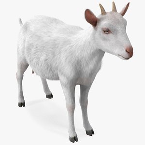 Goat Saanen Breed Rigged Fur 3D model