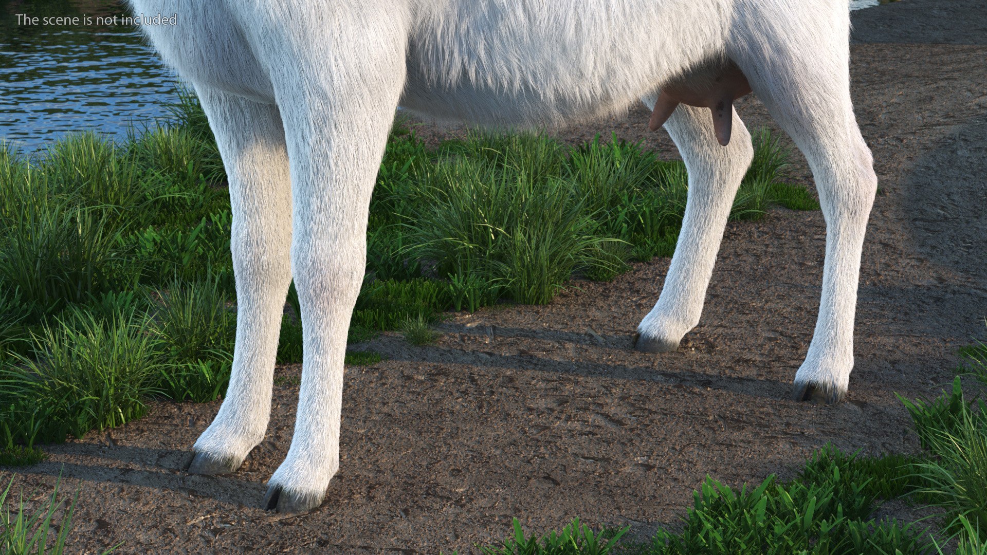 Goat Saanen Breed Rigged Fur 3D model https://p.turbosquid.com/ts-thumb/7M/PHa29x/ZL/goatsaanenbreedriggedfurc4dmodel008/jpg/1669203333/1920x1080/fit_q87/3818fb086ba92265d08f035597aa14822c98c527/goatsaanenbreedriggedfurc4dmodel008.jpg