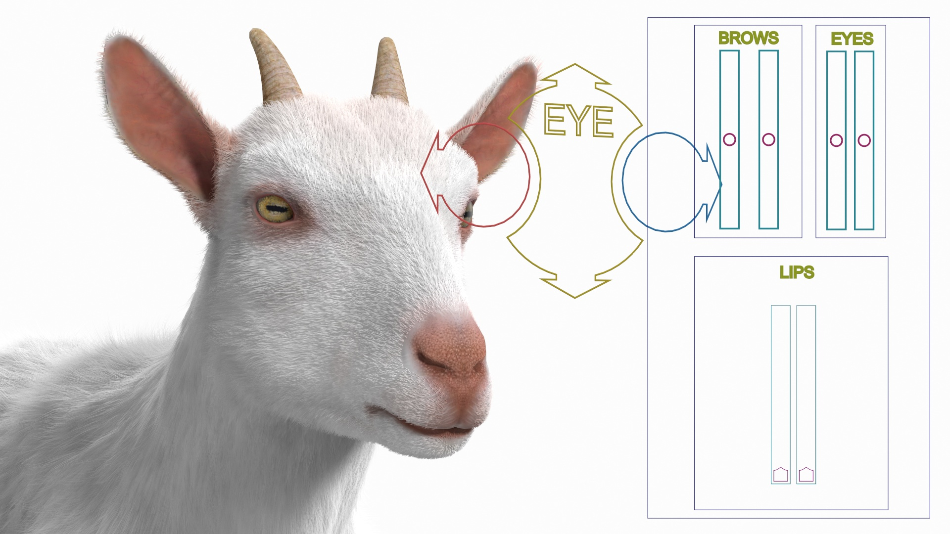 Goat Saanen Breed Rigged Fur 3D model https://p.turbosquid.com/ts-thumb/7M/PHa29x/eX/goat_saanen_breed_rigged_fur_363/jpg/1669202818/1920x1080/turn_fit_q99/8b13912b3f7e0fb3dbe040fc396a234defd7b592/goat_saanen_breed_rigged_fur_363-1.jpg
