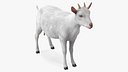 Goat Saanen Breed Rigged Fur