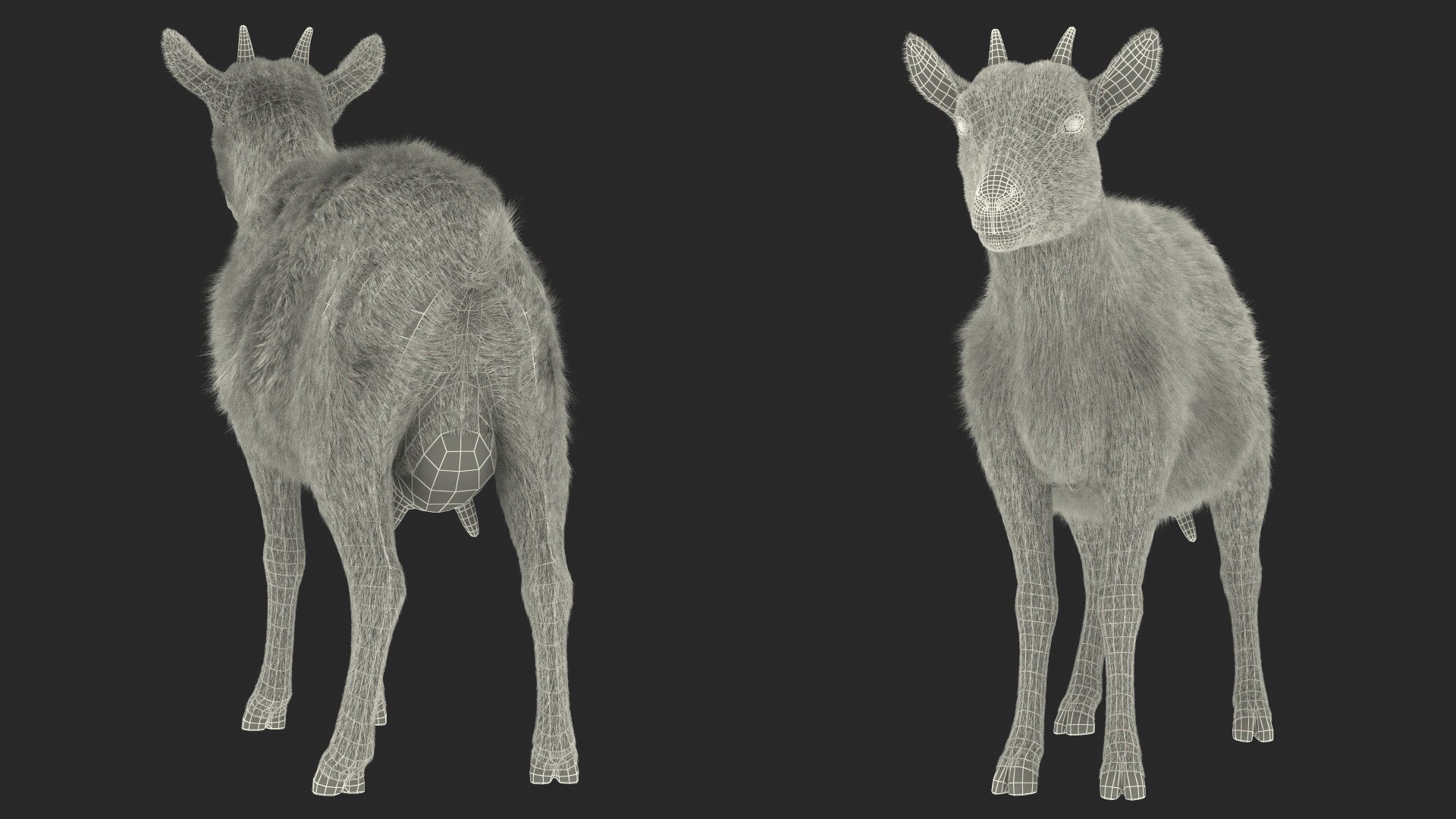 Goat Saanen Breed Rigged Fur 3D model https://p.turbosquid.com/ts-thumb/7M/PHa29x/pY/goatsaanenbreedriggedfurc4dmodel024/jpg/1669203385/1920x1080/fit_q87/3b2c71529513468062f925b3c1a42d02fd1d1745/goatsaanenbreedriggedfurc4dmodel024.jpg