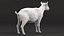 Chèvre Saanen Breed Rigged Fur
