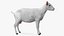 Chèvre Saanen Breed Rigged Fur