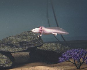 axolotl - 3D model