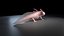 axolotl - 3D model