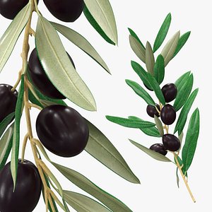 3D Olive Branch with Dark Olives