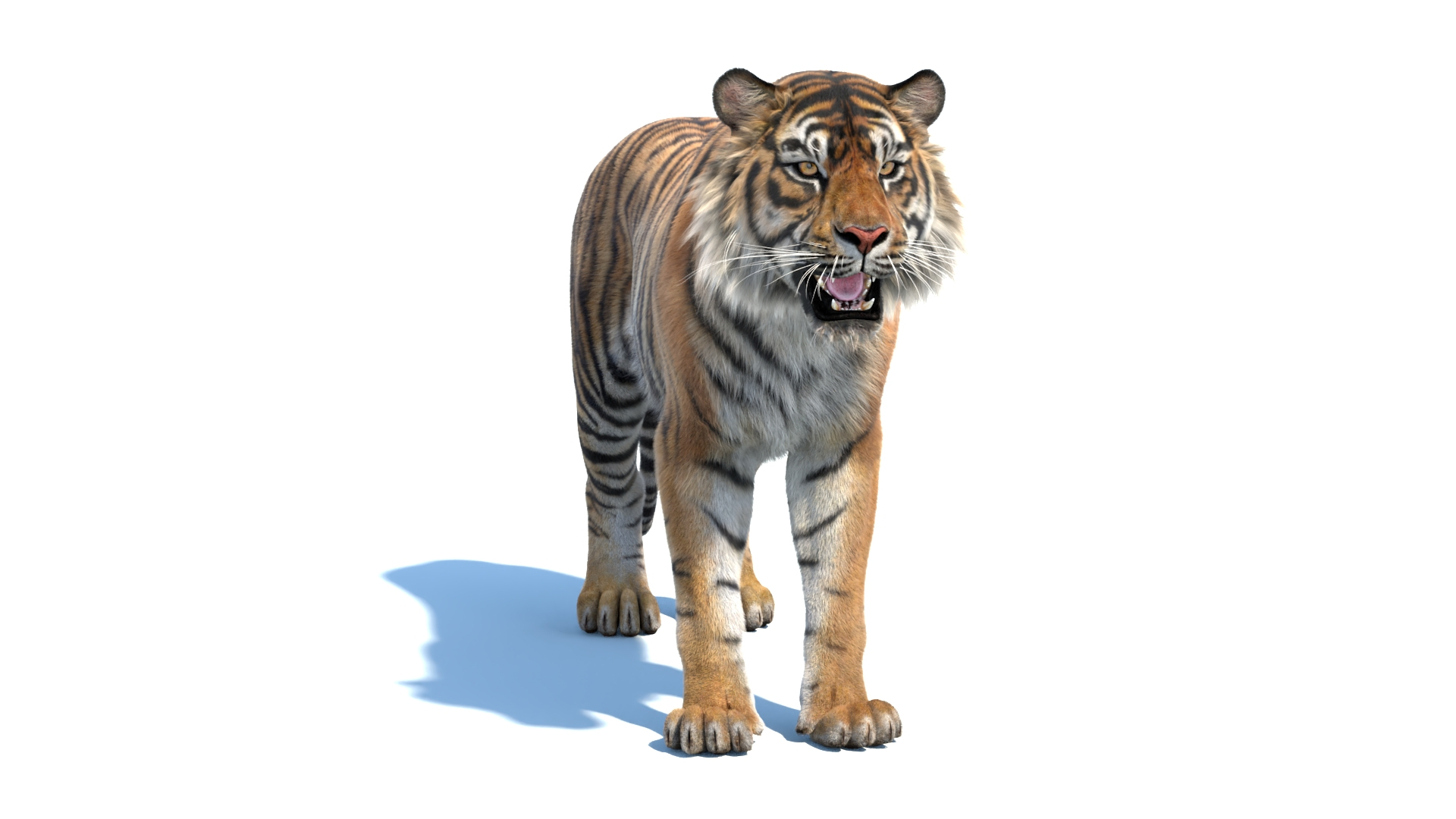 3D model Animated Sumatran Tiger Furry 3d Model https://p.turbosquid.com/ts-thumb/7M/oZvF1k/1b/sumatrantiger3dmodelfur/jpg/1729665479/1920x1080/turn_fit_q99/e0d2b0219c667559a3c157b0a4e5265296f1cf12/sumatrantiger3dmodelfur-1.jpg