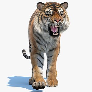 Animated Sumatran Tiger with Fur