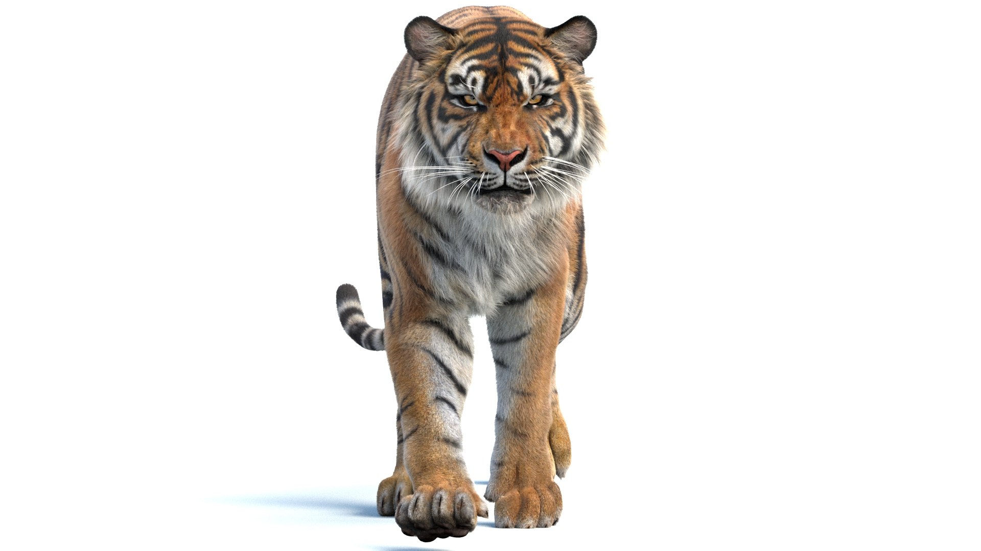 3D model Animated Sumatran Tiger Furry 3d Model https://p.turbosquid.com/ts-thumb/7M/oZvF1k/TB/animated_sumatran_tiger_3d_model_fur07/jpg/1731231792/1920x1080/fit_q87/05945fbfe62fd18aede1494bb8dd012abe2962e7/animated_sumatran_tiger_3d_model_fur07.jpg