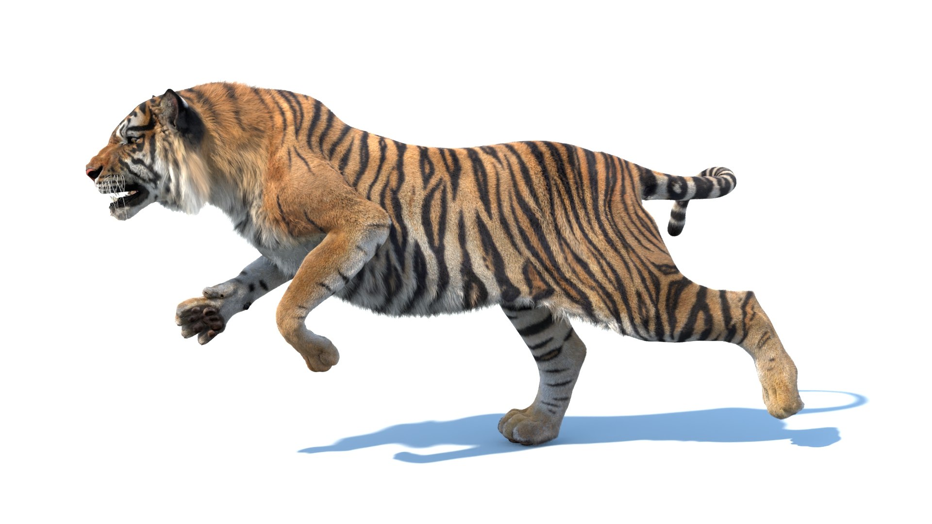 3D model Animated Sumatran Tiger Furry 3d Model https://p.turbosquid.com/ts-thumb/7M/oZvF1k/VK/animated_sumatran_tiger_3d_model_fur13/jpg/1731231795/1920x1080/fit_q87/2bbd01c596d2645265d9d56070aa87d20672ca0c/animated_sumatran_tiger_3d_model_fur13.jpg