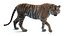 Modelo 3D peludo de tigre de Sumatra animado