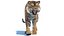 Modelo 3D peludo de tigre de Sumatra animado
