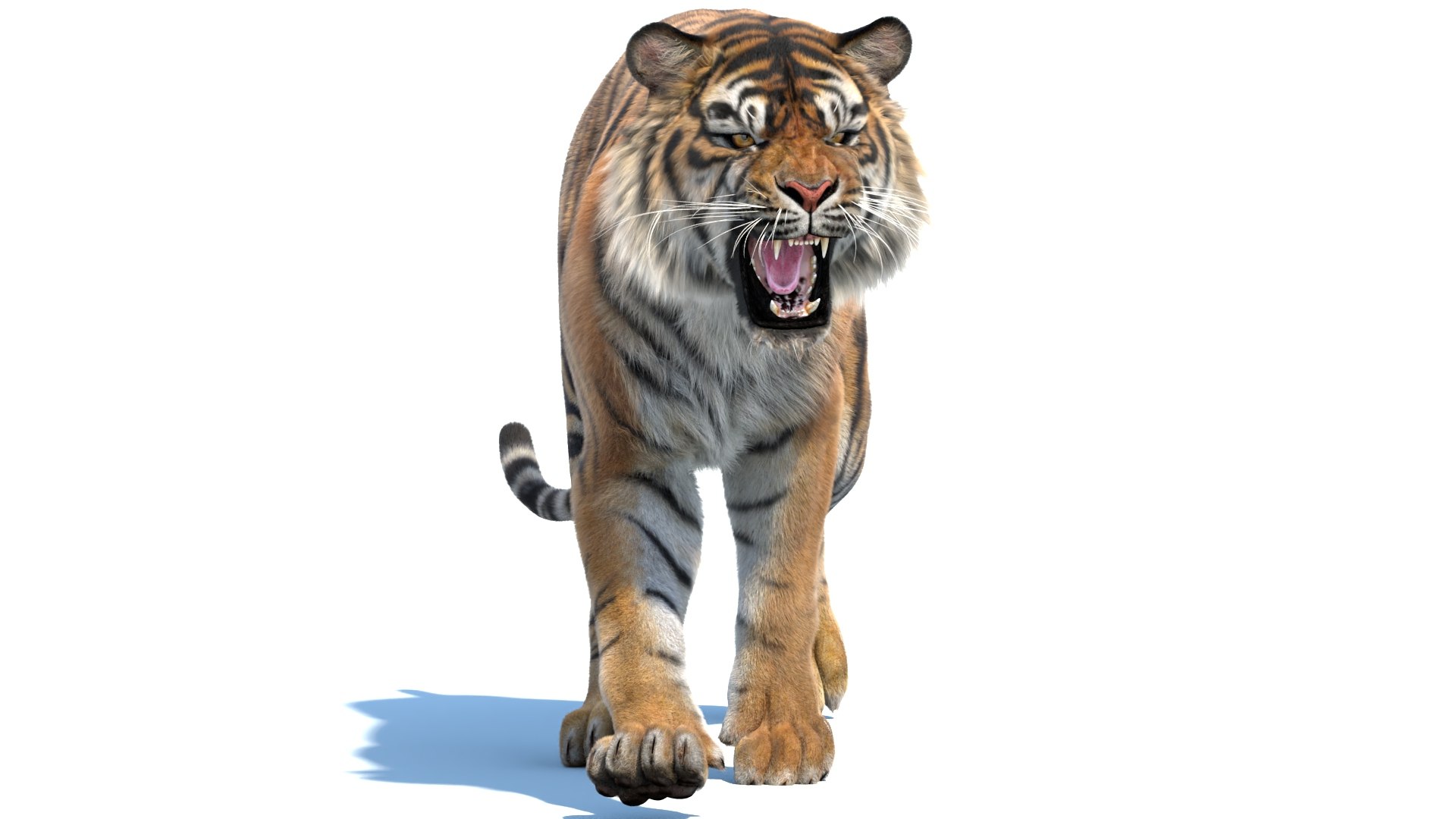 Big Cat 3D Model Rigged Animated Fur 3D https://p.turbosquid.com/ts-thumb/7M/oZvF1k/lJ/animated_sumatran_tiger_3d_model_fur03/jpg/1731231930/1920x1080/fit_q87/0ff90a40d84315de6aa4b21a4dee3397b9bc76f1/animated_sumatran_tiger_3d_model_fur03.jpg