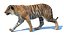 Modelo 3D peludo de tigre de Sumatra animado
