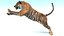 Modelo 3D peludo de tigre de Sumatra animado