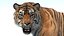 Modelo 3D peludo de tigre de Sumatra animado