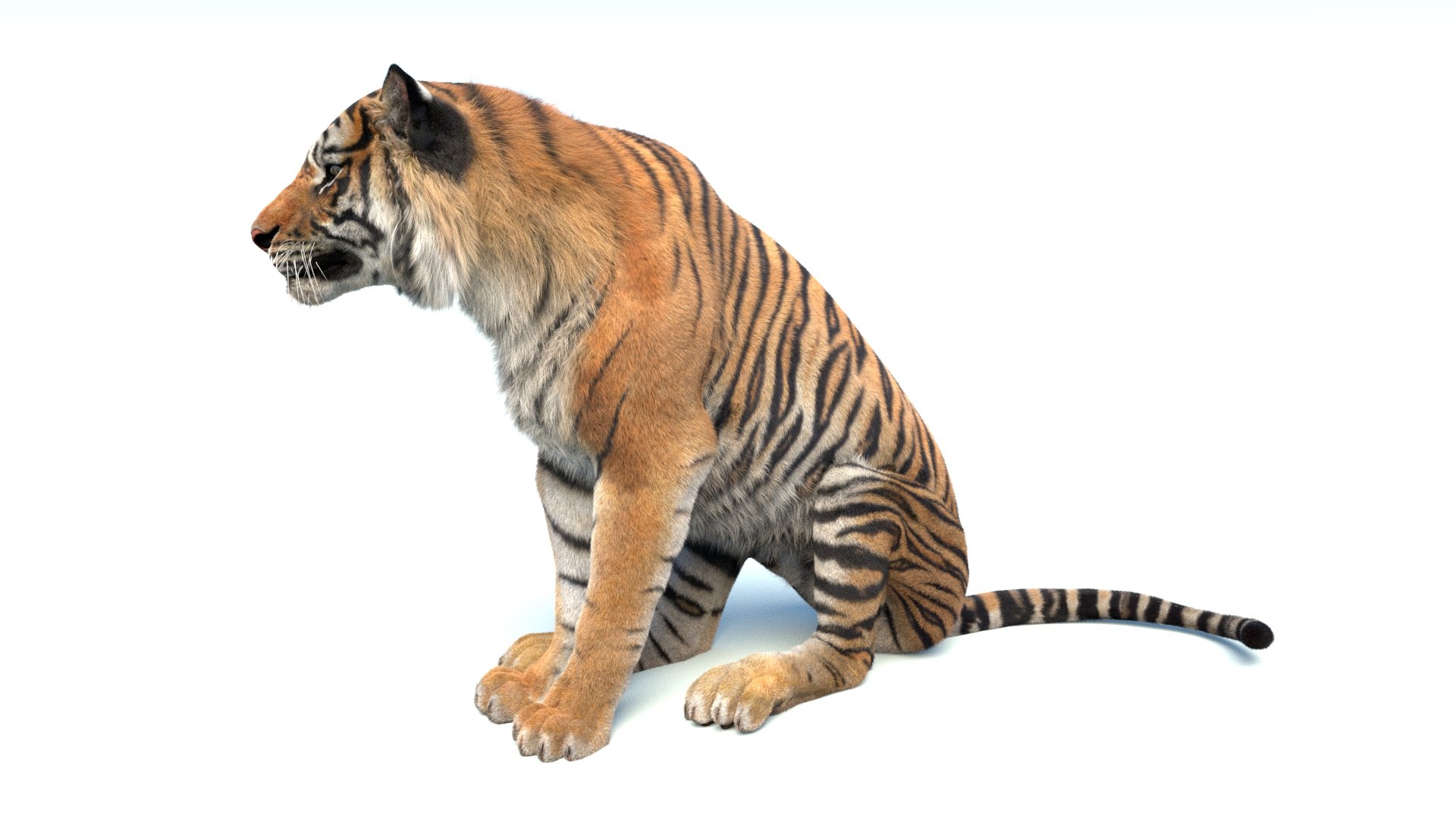 3D model Animated Sumatran Tiger Furry 3d Model https://p.turbosquid.com/ts-thumb/7M/oZvF1k/ux/animated_sumatran_tiger_3d_model_fur16/jpg/1731231797/1920x1080/fit_q87/95ff38dd467dfeac8be7a7ce078c4953cec71a53/animated_sumatran_tiger_3d_model_fur16.jpg