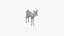 Springbok