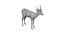Springbok