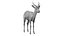 Springbok