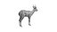 Springbok