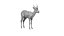 Springbok
