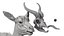 Springbok