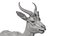 Springbok