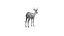 Springbok