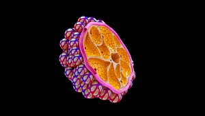 Lungs alveoli cross section model