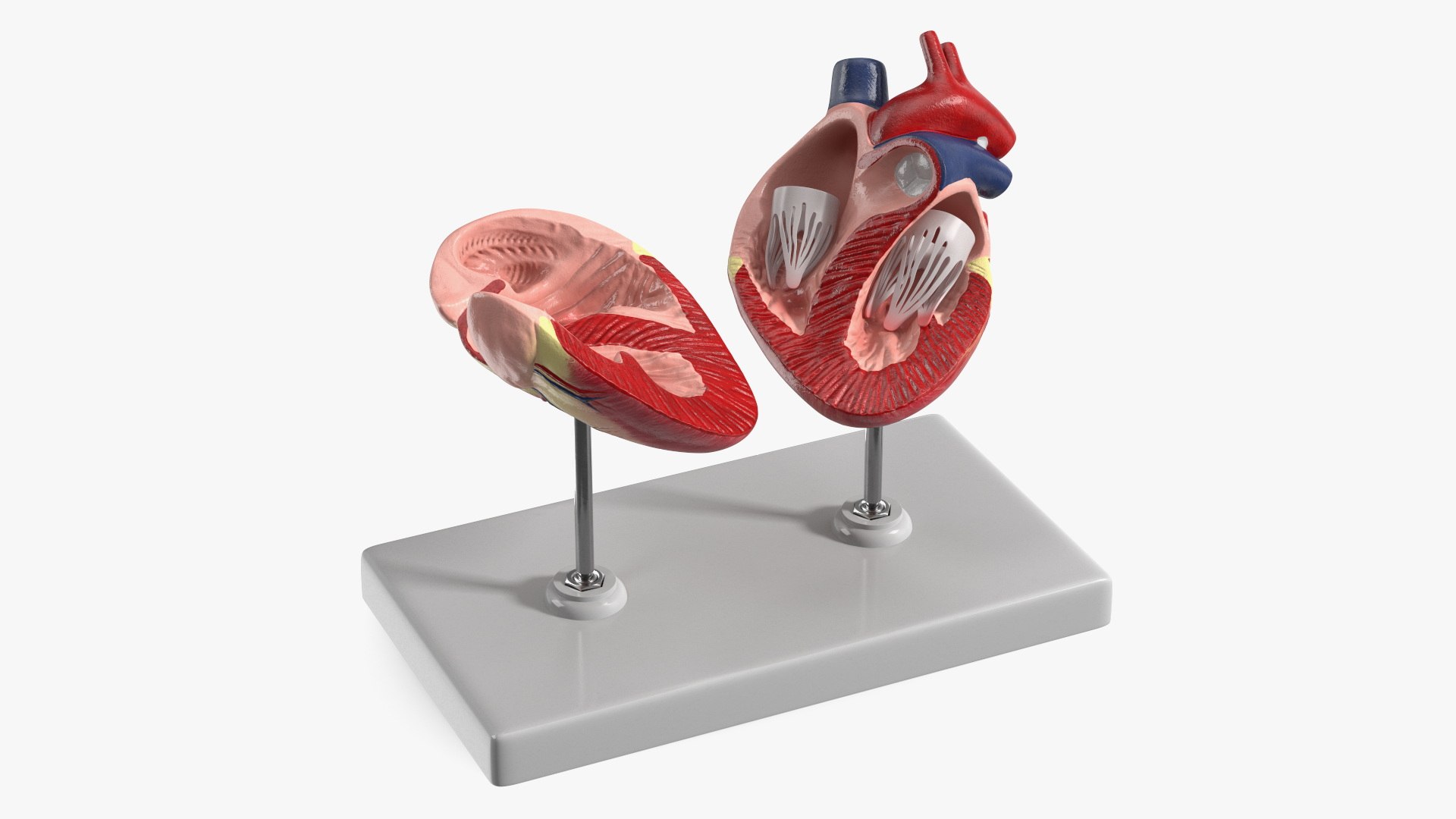 Dog Heart Interior Structure Display on Stand 3D model preview