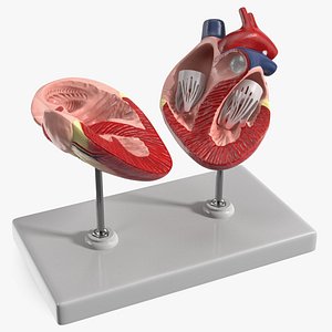 Dog Heart Interior Structure Display on Stand