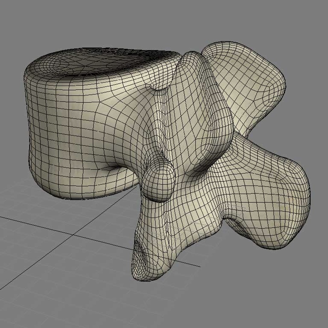 3d Lumbar Vertebrae Model