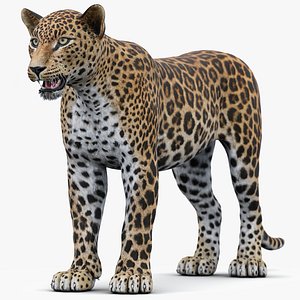 3D Leopard 3D Model