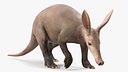 Orycteropus Afer Rigged