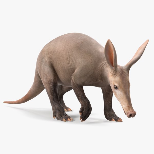 modelo 3d Orycteropus Afer aparejado TurboSquid 2197399